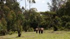 Kenya: la communauté Ogiek devant la Cour africaine des droits de l’homme pour ses terres